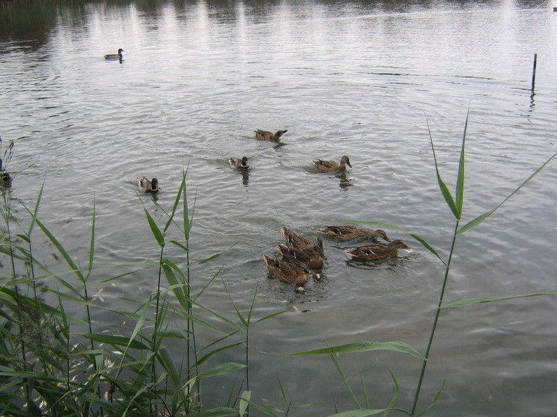 ducksjpg.jpg